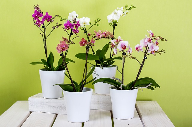 čtyři orchideje